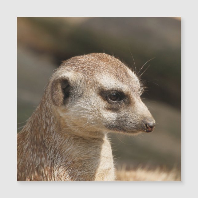 Meerkat 048 (Frente)