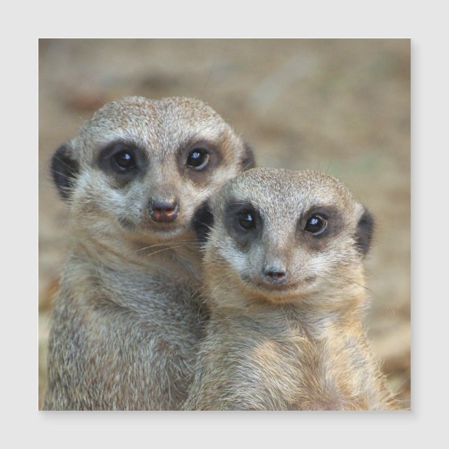 Meerkat 085 (Frente)