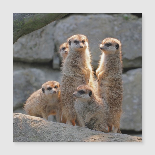 Meerkat 110 (Frente)