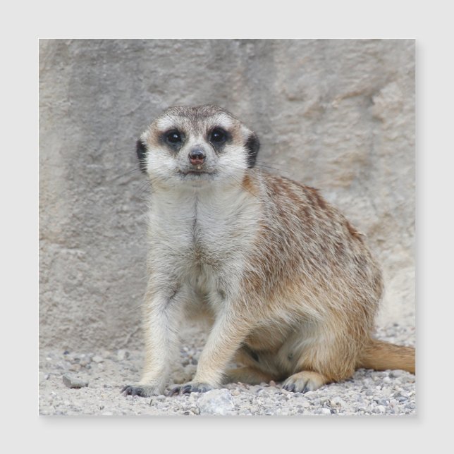 Meerkat 134 (Frente)