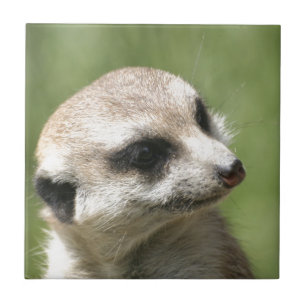 Meerkat_20171201_by_JAMFoto