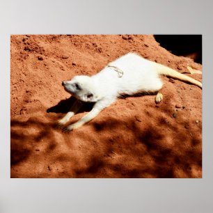 Meerkat Branco Esticando, Poster