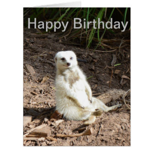 Meerkat Branco Incomum, Cartão de Aniversário
