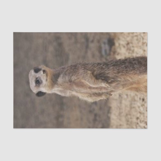 Meerkat de Papel Tecidual (Frente )