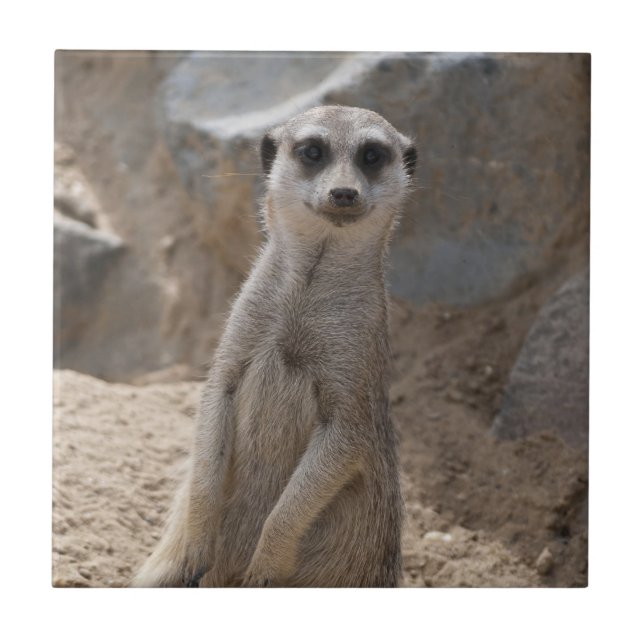 Meerkat Incrível (Frente)