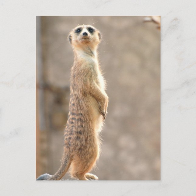 Meerkat no cartão postal de atenção (Frente)