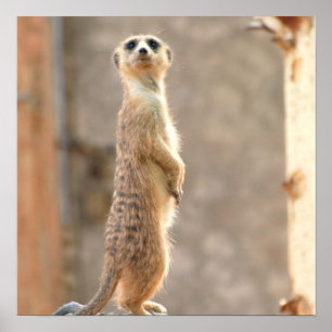 Meerkat no poster da atenção