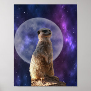 Meerkat On Night Watch, Poster de Muro