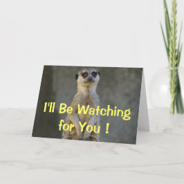 Meerkat Perdendo Seu Cartão