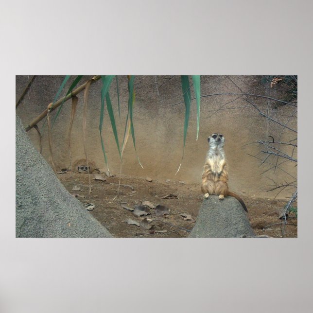 Meerkat Poster (Frente)