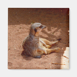 Meerkat Sitting Fotografia, Imã de geladeira