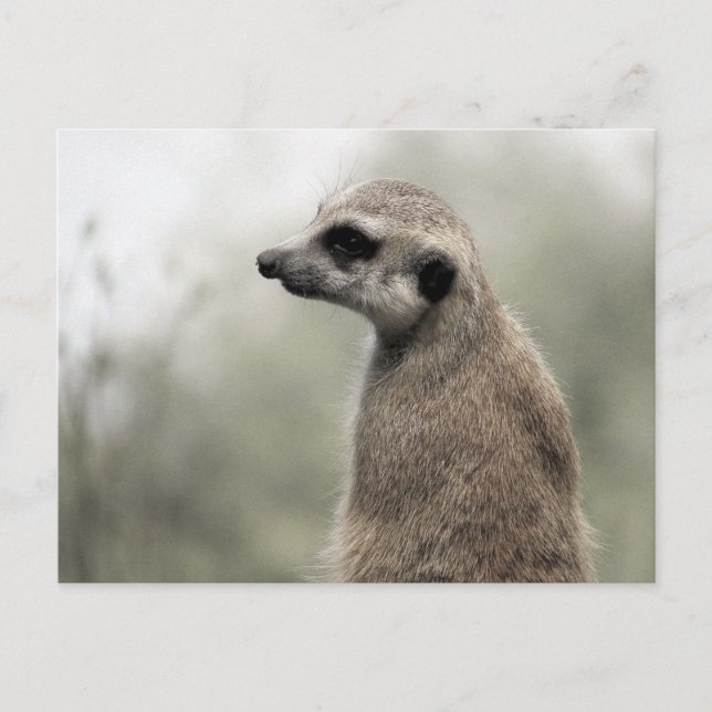 Meerkat sobre Guarda - Cartão postal (Frente)