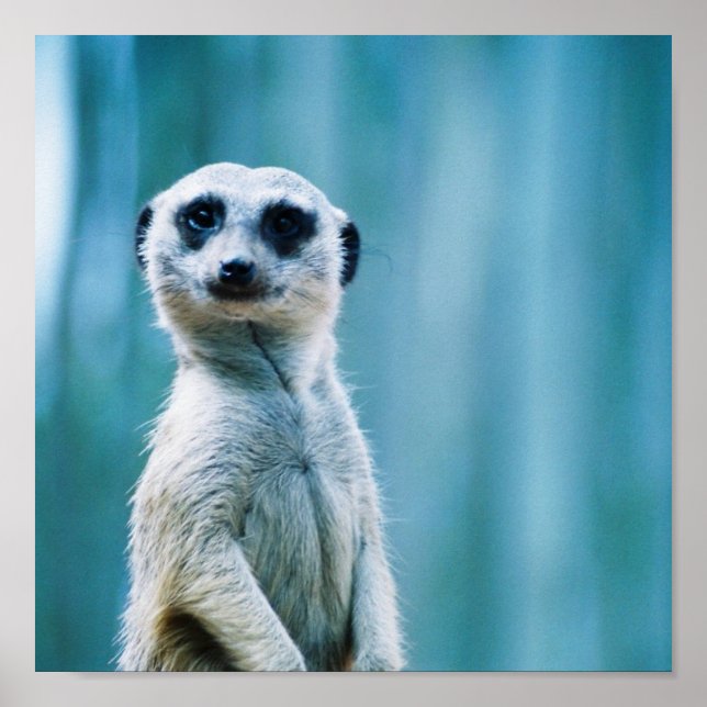 Meerkat Staredown - Poster (Frente)