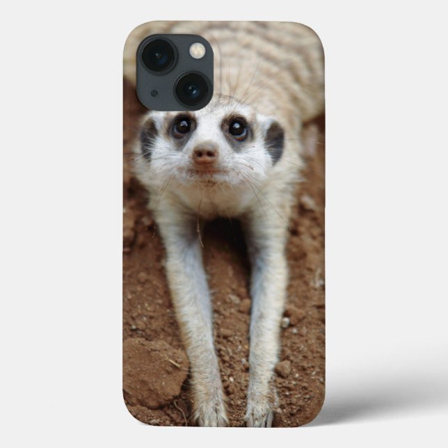 Meerkat (Suricata Suricatta) Cooling Down (Verso)