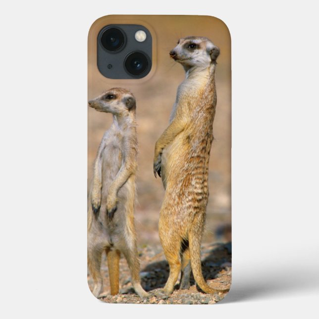 Meerkat (Suricata Suricatta) Sentinels, Karas (Verso)