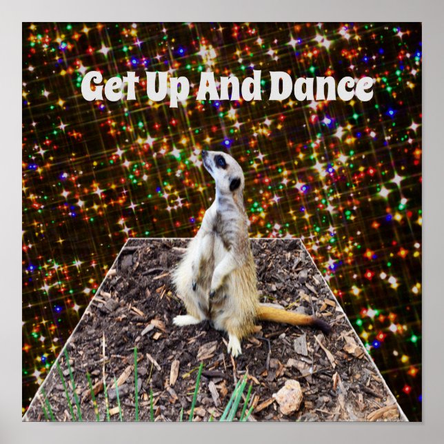 Meerkat Twinkle Stars, Poster (Frente)