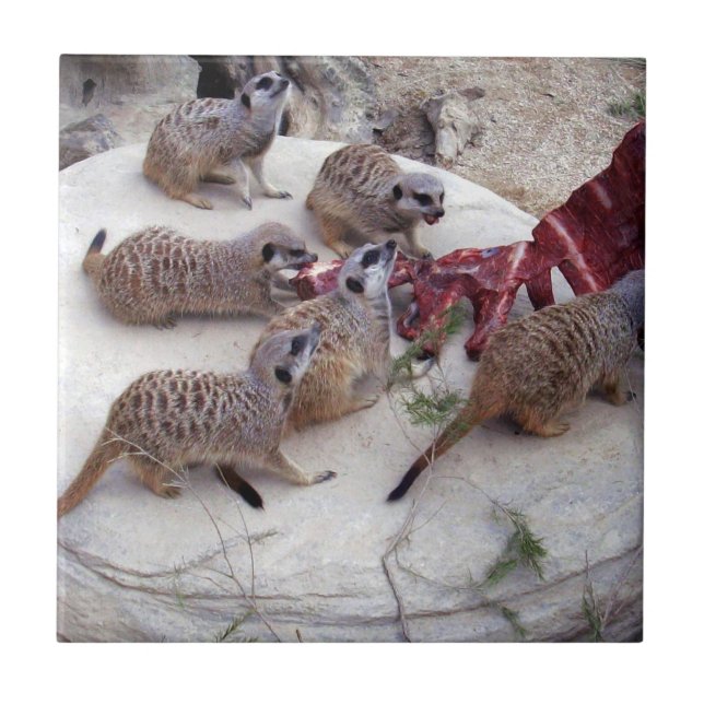 Meerkats Carnívoros Com Costelas Para O Chá, (Frente)