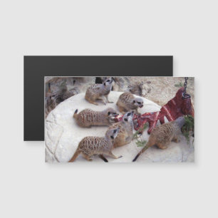 Meerkats Carnívoros Com Costelas Para O Chá,
