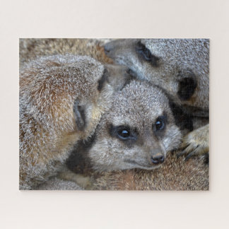 Meerkats Jigsee Quebra-cabeça