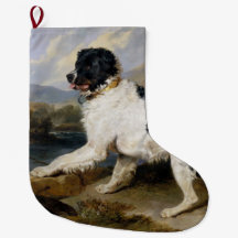 Landseer Newfoundland Dog (Black and White Animal)