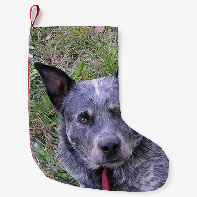 Meia De Natal Pequena Australian_cattle_dog blue.png (Frente)