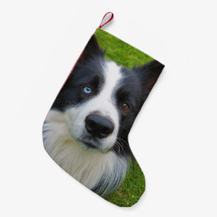 Meia De Natal Pequena Border Collie Small Christmas Stocks