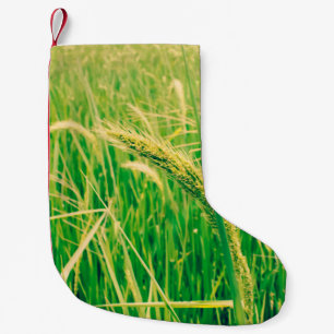 Meia De Natal Pequena Campo de arroz nas zonas rurais e frescas, no esti