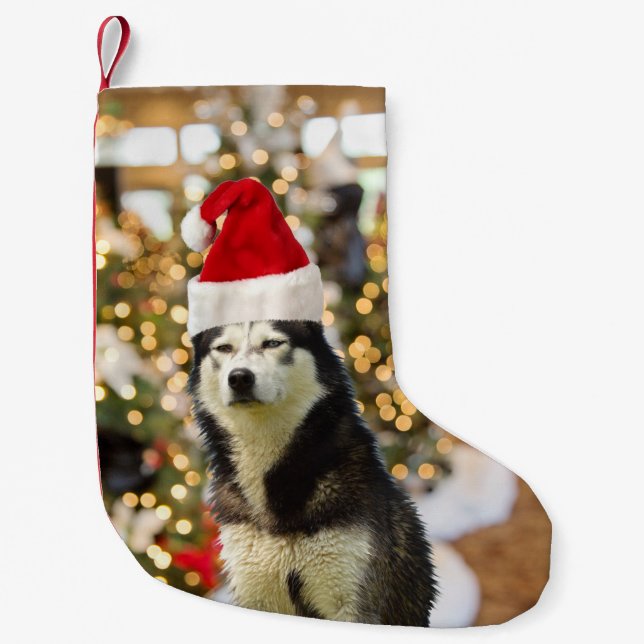 Meia De Natal Pequena Chapéu de Árvore de Natal Siberian Husky (Frente)