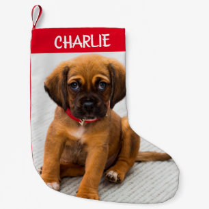Meia De Natal Pequena Criar Foto de Cachorro Pet Pequena Parada de Natal