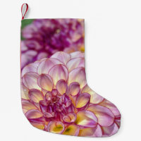 Dahlia rosa