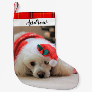 Meia De Natal Pequena Feriado de Natal de Poodle dog