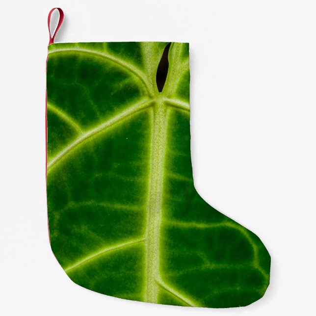 Meia De Natal Pequena Green-leafed plant (Frente)