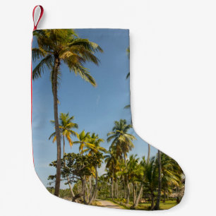 Meia De Natal Pequena Palmeira de coco verde perto do campo de grama ver