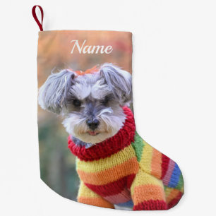 Meia De Natal Pequena Teacup Schnauzer Puppy Dog em um Sweater