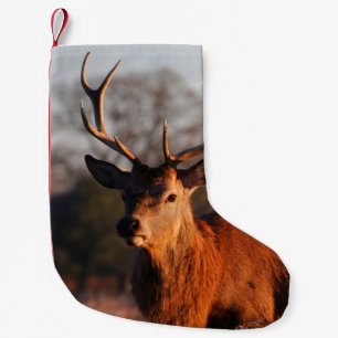 MEIA DE NATAL PEQUENA VELOCIDADE HI