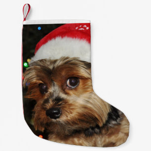 Meia De Natal Pequena Yorkshire terrier bonito com chapéu do papai noel