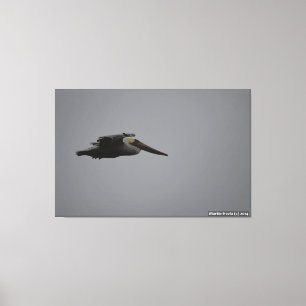 Meia Lua Bay Fierce Pelican III - Canvas