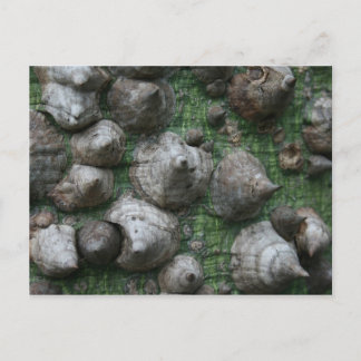 Melb. Jardim Botânico 1 Cartões postais