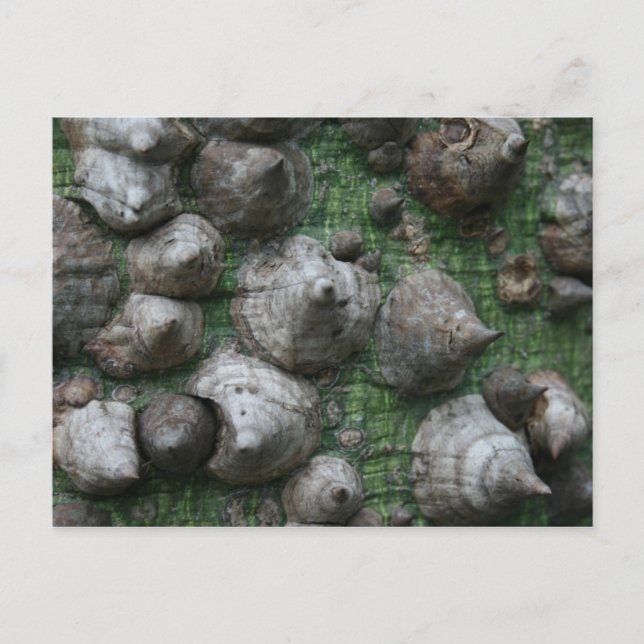 Melb. Jardim Botânico 1 Cartões postais (Frente)