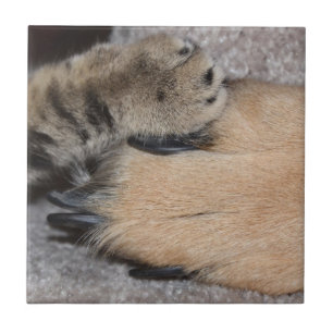 Melhores Amigos para sempre por Shirley Taylor