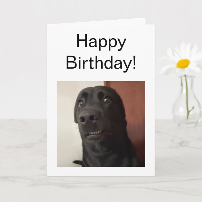 Memória De Cachorro Com Medo De Cartão Dobrado (Planta pequena)