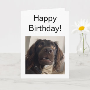 Memória de Cachorro Confuso com Cartão Dobrado