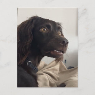 Memória de Cachorro Confuso do Cartão Postal
