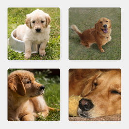 Memórias de Cachorro Fotográfico Fácil Modelo com