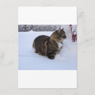 Menu gato da floresta norueguesa na neve