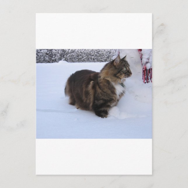 Menu gato da floresta norueguesa na neve (Frente)