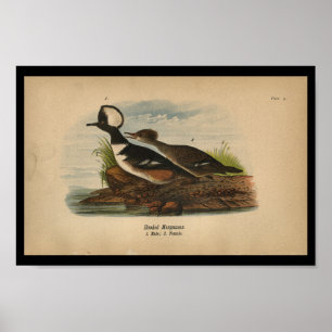Merganser com Impressão de pássaro 1890