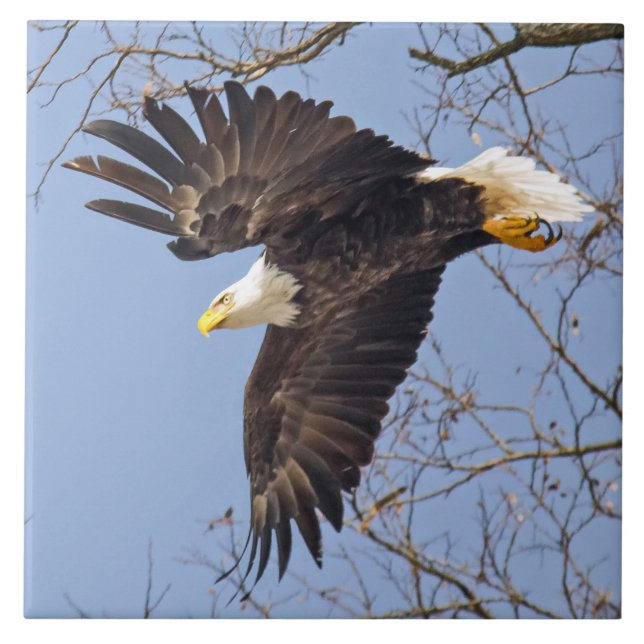 Mergulhador Bald (Frente)