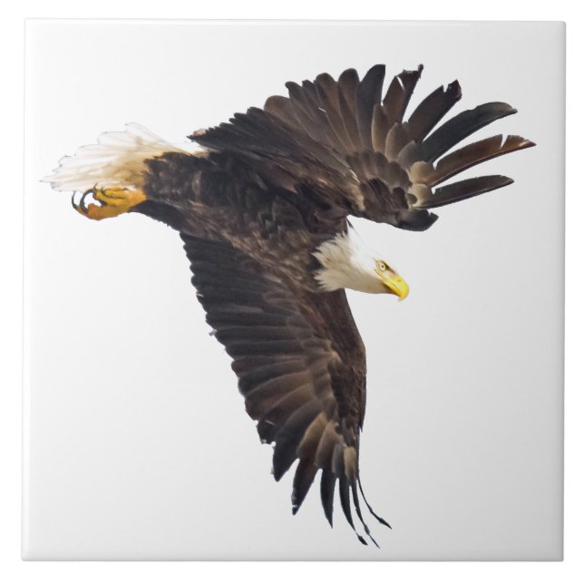 Mergulhamento Bald Eagle com fundo branco (Frente)