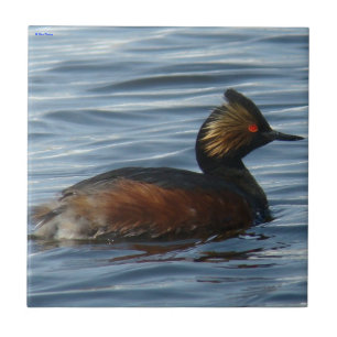 Mergulhão-orelhudo B1